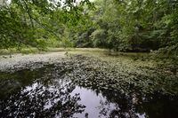 31. Sokkadammen 2021 (N2050).JPG