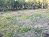 Tydeleg tuft ca. 20 meter nord for steinmurane.