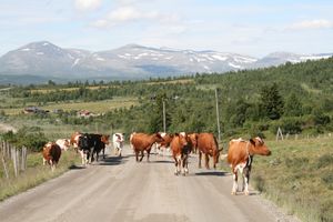 Stølsvidda i Vestre Slidre.jpeg