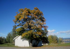 Starum sykebrakke 2010.jpg