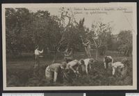 Foto: Gulrot- og eplehøsting pågår (Nasjonalbiblioteket).