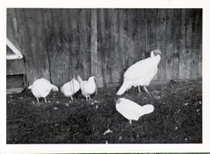 Stensli-kalkuner-1950-tallet.jpg
