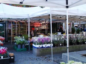 Stortorvet blomster.jpg