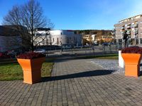 Strømlingen skuer utover. Steinar Bunæs.