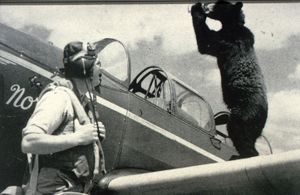 Svartbjørn i leiren.jpg