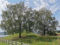 Sveinhaugen med de to hengebjørkene. I midten skimtes Ringsaker kirke. Foto: Trond Nygård (2019).