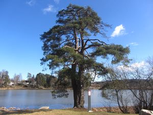 Svenskefurua i Lørenskog 2012.jpg