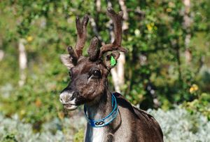 Tamren i Rapadalen.jpg