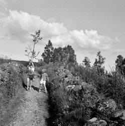 Her er Fegata i Tangerud godt synlig med sine tosidige føringsgjerder. To av Søderstrømjentene har hentet bjørkeløv.