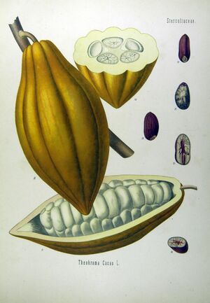 Theobroma cacao - Köhler–s Medizinal-Pflanzen-137.jpg