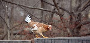 Tightrope walker - Icelandic chicken.jpg