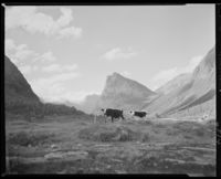 213. To kuer på fjellet - no-nb digifoto 20151105 00027 NB MIT FNR 06514.jpg