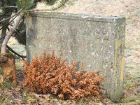 238. Tolstoj Haslum grvm.JPG