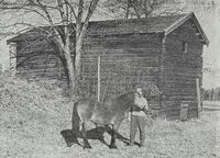 Badstua på Toten prestegard. Denne er langt større enn badstuene bygd for bading, og er konstruert som korntørke – men går altså under det gamle navnet. Foto: Ukjent