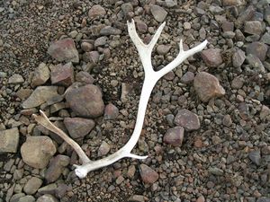 Tristanf Reindeer Budareyri 2.jpg