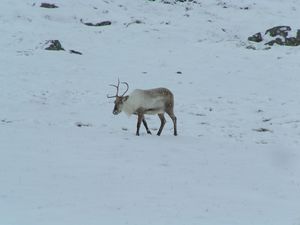 Tristanf Reindeer Budareyri 3.jpg