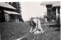 Turid Veiby med en hund foran Engeli. Foto: Ukjent, 1950 tallet