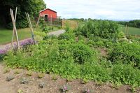 Urtehagen ved Hovelsrud gård, Helgøya.JPG