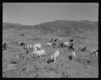182. Valdres - no-nb digifoto 20151008 00024 NB MIT FNR 07993.jpg
