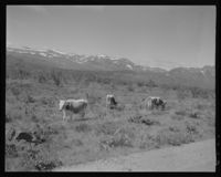 208. Valdres - no-nb digifoto 20151008 00113 NB MIT FNR 07992.jpg