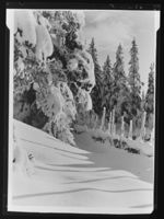 258. Vangsåsen - no-nb digifoto 20160715 00157 NB MIT FNR 18656.jpg