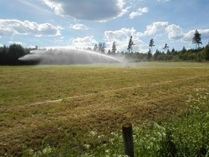 Vatning Lunda 2016.jpg