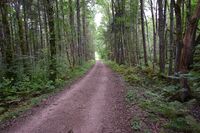 148. Veien mot Bårsrudtjernet (N2051).JPG