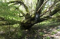 Foto: Kjell Klokkerud, juni 2022.