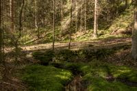 Batteriveien mellom Vetaåsenbatteriet og Gylleråsen/Høyåsbatteriet. Foto: Tommy Gildseth (2010).