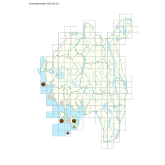 Vicia lathyroides.png