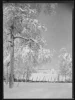 27. Winge - no-nb digifoto 20150205 00045 NB MIT FNR 15639.jpg